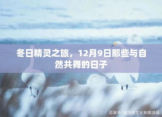 冬日精灵之旅，与自然共舞的美好时光（12月9日）