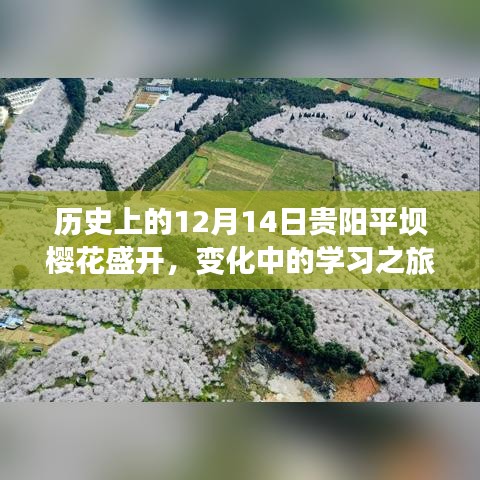 12月14日贵阳平坝樱花盛开，学习之旅中的自信与成就绽放之路