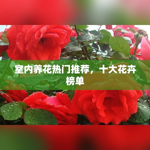 室内养花热门推荐，十大花卉榜单