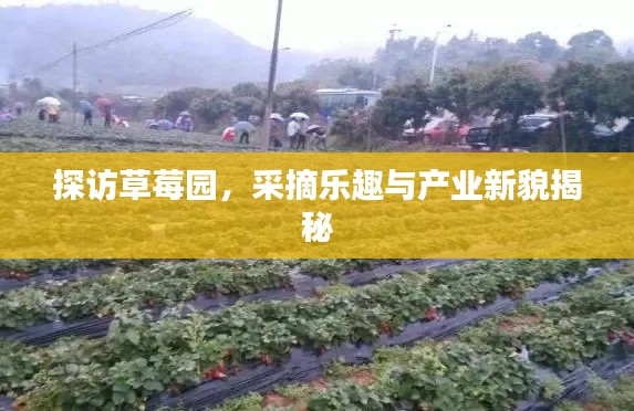 探访草莓园，采摘乐趣与产业新貌揭秘
