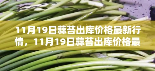 11月19日蒜苔出库价格最新行情深度解析与报告