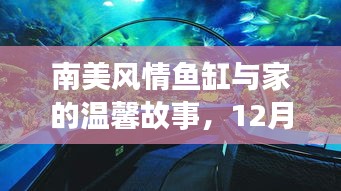 南美风情鱼缸与家的温馨奇遇，12月4日的邂逅