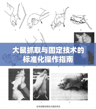 大鼠抓取与固定技术的标准化操作指南