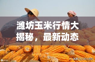 潍坊玉米行情大揭秘，最新动态与走势分析