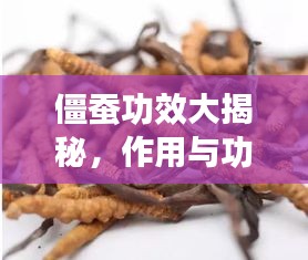 僵蚕功效大揭秘，作用与功效深入了解