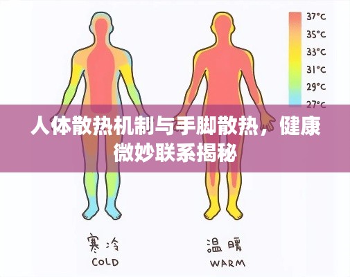 人体散热机制与手脚散热，健康微妙联系揭秘