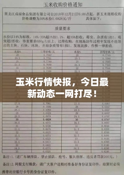 玉米行情快报，今日最新动态一网打尽！