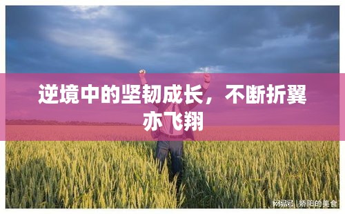 逆境中的坚韧成长，不断折翼亦飞翔