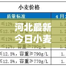 河北最新今日小麦价格走势解析