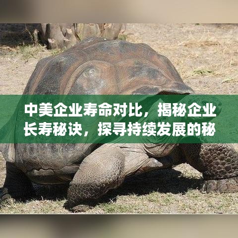 中美企业寿命对比，揭秘企业长寿秘诀，探寻持续发展的秘密