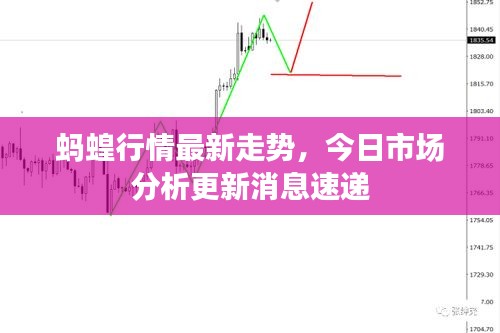 蚂蝗行情最新走势，今日市场分析更新消息速递