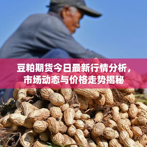 豆粕期货今日最新行情分析，市场动态与价格走势揭秘