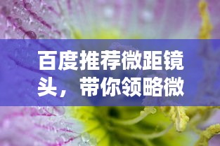 百度推荐微距镜头，带你领略微观世界的魅力